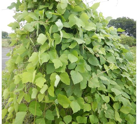 葛類植物